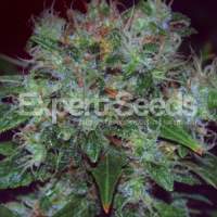 Blue  Cheese  Auto  Feminised  Cannabis  Seeds  Jpg