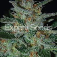 Blue  Cheese  Feminised  Cannabis  Seeds  Jpg