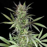 Blue  Venom  Feminised  Cannabis  Seeds  Jpg 0