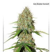 Brooklyn  Sunrise  Auto  Feminised  Cannabis  Seeds  Jpg