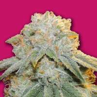 Bubble  Bomb  Bomb  Cannabis  Seeds 0