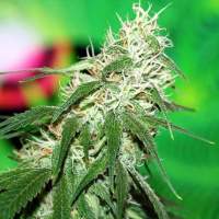 Buzz Bomb Feminised Seeds