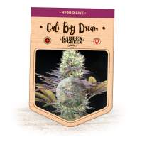 Cali  Bay  Dream  Feminised  Cannabis  Seeds  Jpg
