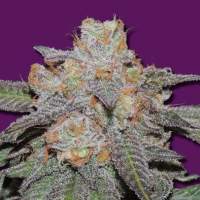 Cherry Bomb AUTO Feminised Seeds