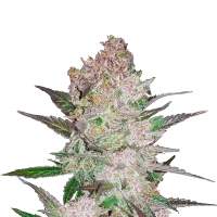 Cream Cookies Auto Feminised Seeds