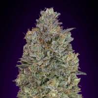 Critical  Purple  Kush  Feminised  Cannabis  Seeds