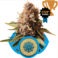 Euphoria CBD Feminised Seeds