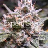 Expert  Gorilla  Auto  Feminised  Cannabis  Seeds  Jpg