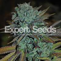 Expert  Gorilla  Feminised  Cannabis  Seeds  Jpg