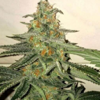 Forbidden  Fruit  Cake  Feminised  Cannabis  Seeds 6