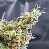 Glueberry  Feminised  Cannabis  Seeds  Jpg