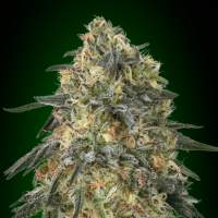 Gorilla  Feminised  Cannabis  Seeds