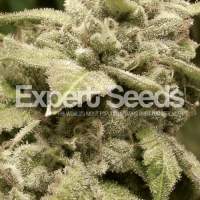 Gorilla  White  Widow  Feminised  Cannabis  Seeds  Jpg