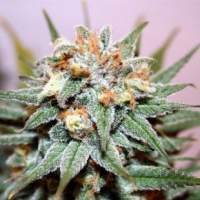 Hash Bomb Feminised Seeds