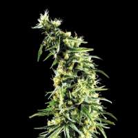 Hawaiian Snow Feminised Seeds