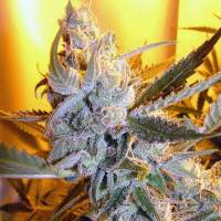 Heaven  E2 80 99s  Haze  Autoflowering  Regular  Cannabis  Seeds  Jpg