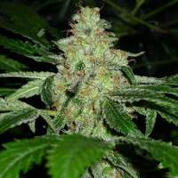 KC 33 Feminised Seeds