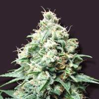 Kush Bomb Feminised Seeds
