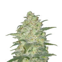 Original  White  Widow  Auto  Jpg