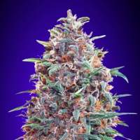 Purple  Diesel  Auto  Feminised  Cannabis  Seeds