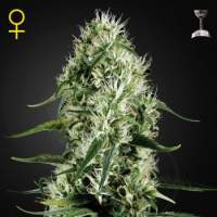 Super Silver Haze Feminised Seeds
