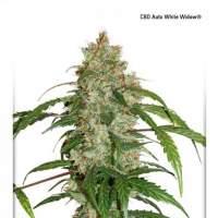 White 20 Widow  C B D  Auto  Feminised  Cannabis  Seeds  Jpg