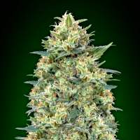 White  Widow  Auto  Feminised  Cannabis  Seeds