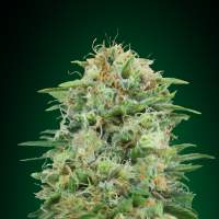 White  Widow  C B D  Feminised  Cannabis  Seeds