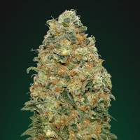 White  Widow  Feminised  Cannabis  Seeds