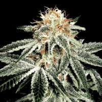 White  Widow  Feminised 0