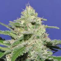 Widow Bomb Feminised Seeds