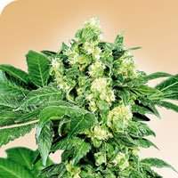 Afghani 0