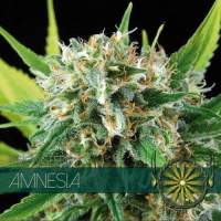 Amnesia  Feminised  Cannabis  Seeds  Vision  Cannabis  Seeds 0