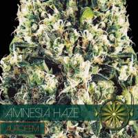 Amnesia  Haze  Auto  Feminised  Cannabis  Seeds  Vision  Cannabis  Seeds 0