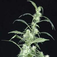Arjanamp39s  Ultra  Haze 2  Feminised  Cannabis  Seeds  Greenhouse  Seed  Co