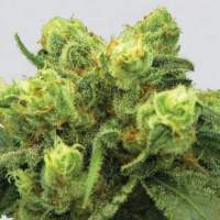 Big  Bud  Feminized  Jpg