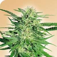 Big Bud Regular Seeds