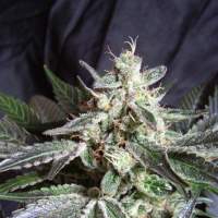 Black  Jack  Cannabis  Seeds 0