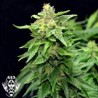 Blue Cindy Feminised Seeds