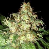 Bubba Cheese Auto Feminised Seeds