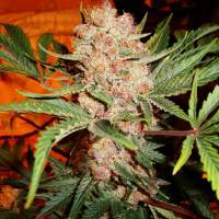 Bubblelicious  Regular  Cannabis  Seeds  Nirvana  Cannabis  Seeds 0