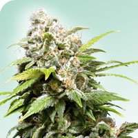 Californian Indica Regular Seeds