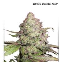 Charlotte's Angel CBD Auto Feminised Seeds