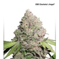 Charlotte's Angel CBD Feminised Seeds