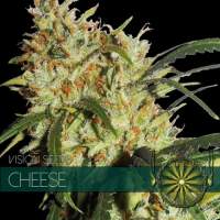 Cheese Feminised Seeds