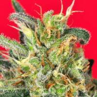 Cluster Bomb Feminised Seeds