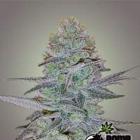 Cosmic Bomb Auto Feminised Seeds