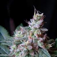 Cream Caramel FAST Version Feminised Seeds