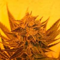 Critical  Sour  Diesel  Cbd  Feminised  Cannabis  Seeds  Emerald  Triangle 0