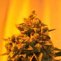 Critical  Sour  Diesel  Feminised  Cannabis  Seeds  Emerald  Triangle 0